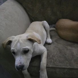 American Bulldog - Both
