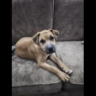 American Bulldog - Both