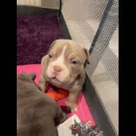 American Bulldog - Both