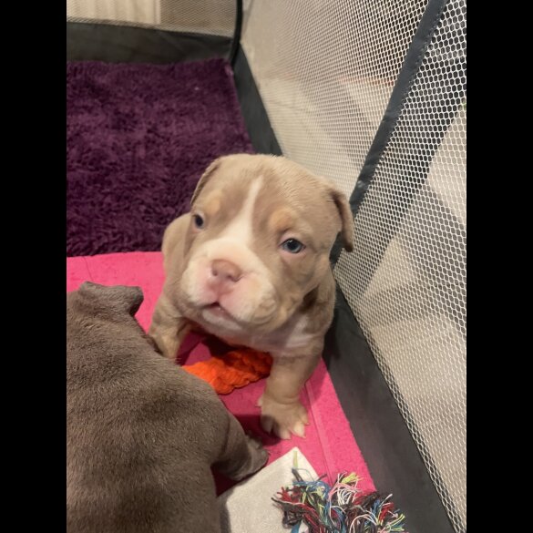 American Bulldog - Both