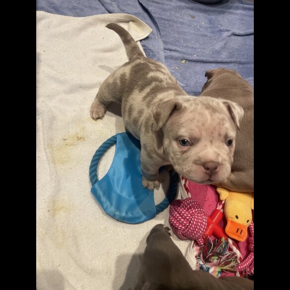 American Bulldog - Both
