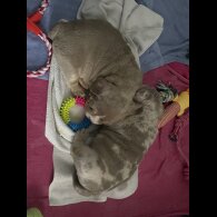 American Bulldog - Both