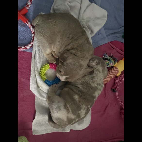 American Bulldog - Both