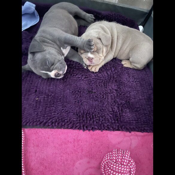 American Bulldog - Both