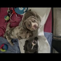 American Bulldog - Both