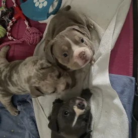 American Bulldog - Both