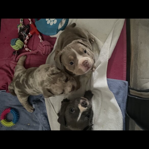 American Bulldog - Both