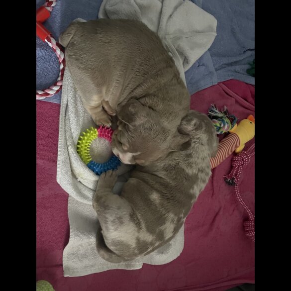 American Bulldog - Both