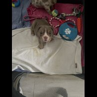 American Bulldog - Both