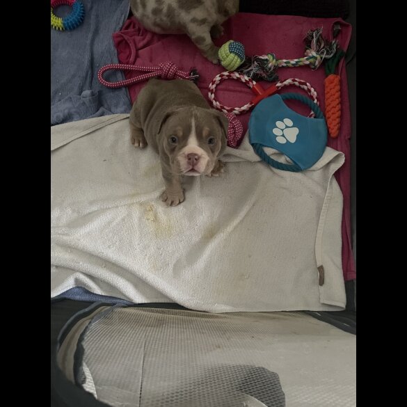 American Bulldog - Both
