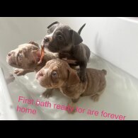American Bulldog - Both