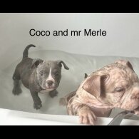 American Bulldog - Both