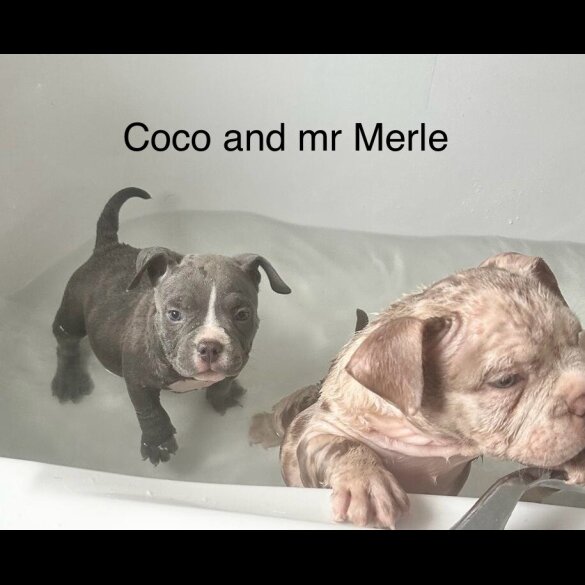 American Bulldog - Both