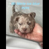 American Bulldog - Both