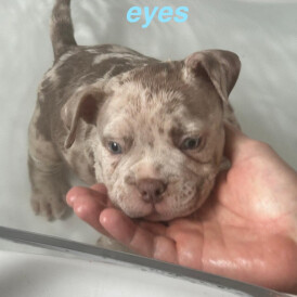 American Bulldog - Both