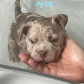 American Bulldog - Both