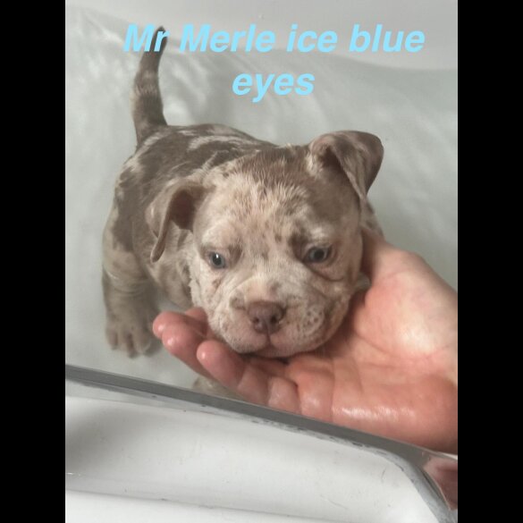 American Bulldog - Both