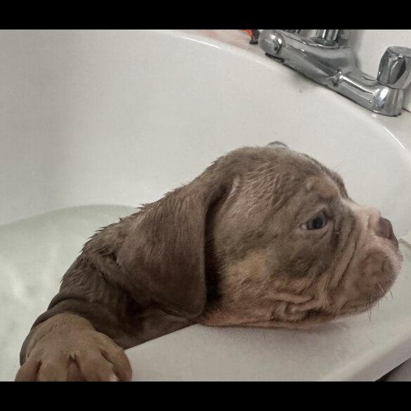 American Bulldog - Both