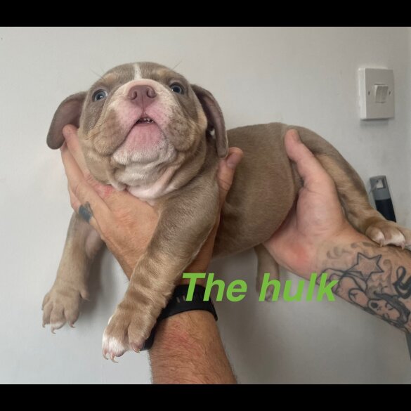 American Bulldog - Both