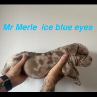 American Bulldog - Both