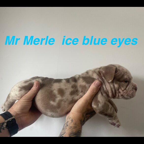 American Bulldog - Both