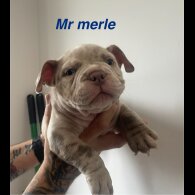 American Bulldog - Both