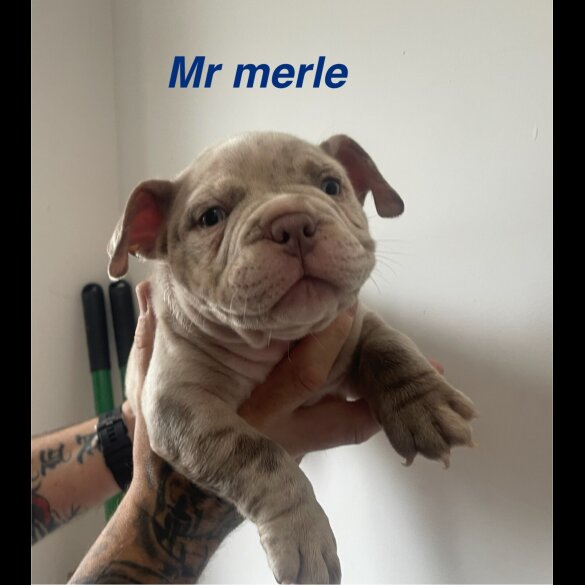 American Bulldog - Both