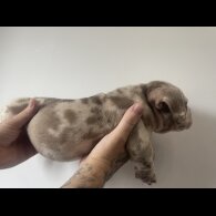 American Bulldog - Both