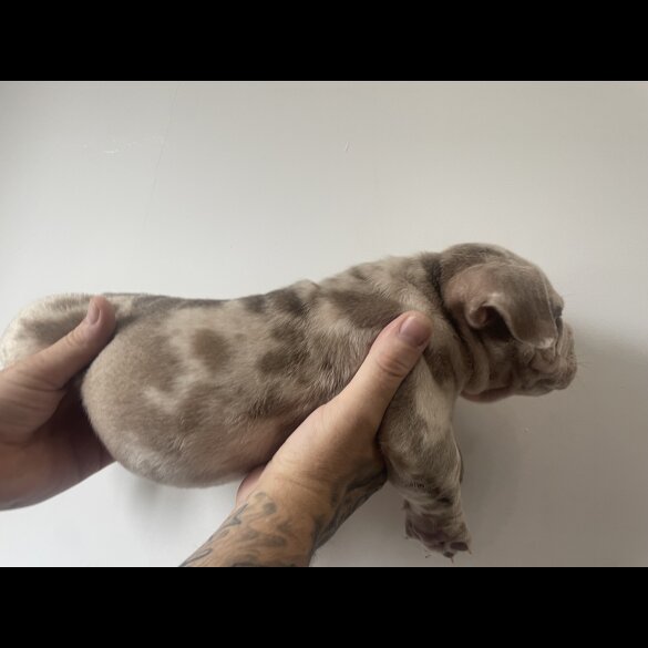 American Bulldog - Both