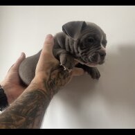 American Bulldog - Both
