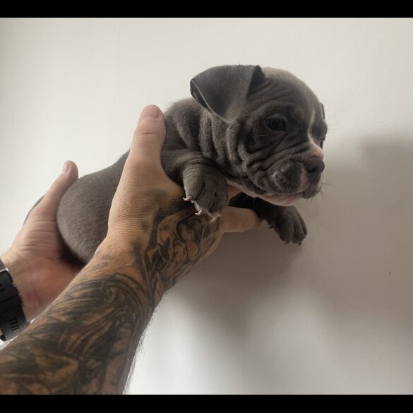 American Bulldog - Both
