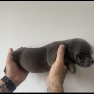American Bulldog - Both