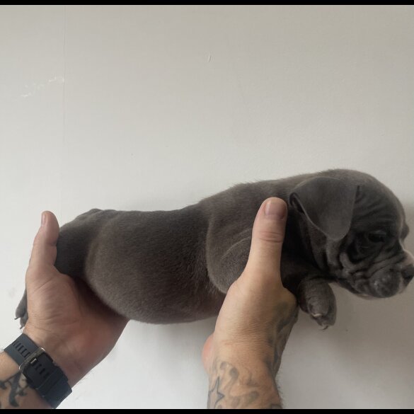 American Bulldog - Both