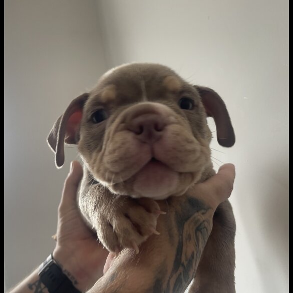 American Bulldog - Both