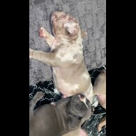 American Bulldog - Both