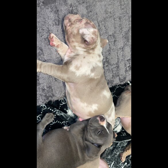 American Bulldog - Both