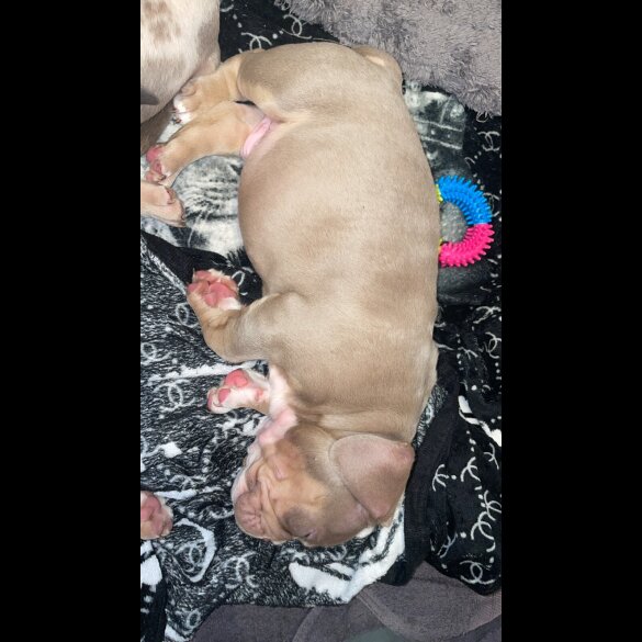 American Bulldog - Both