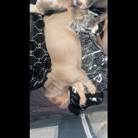 American Bulldog - Both
