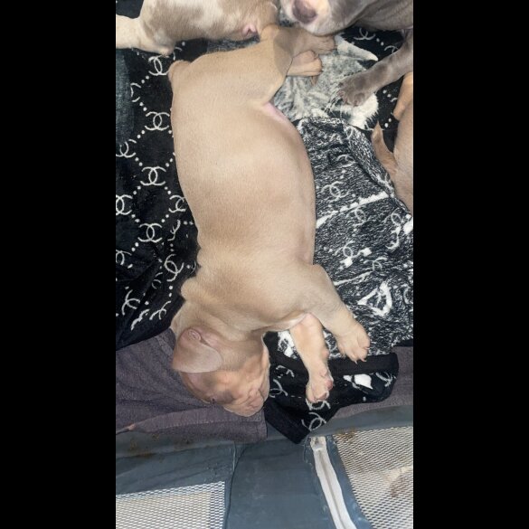 American Bulldog - Both