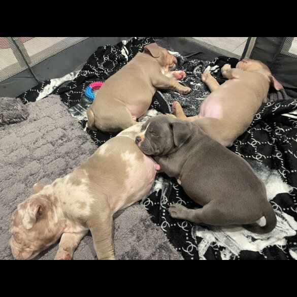 American Bulldog - Both