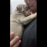 American Bulldog - Both