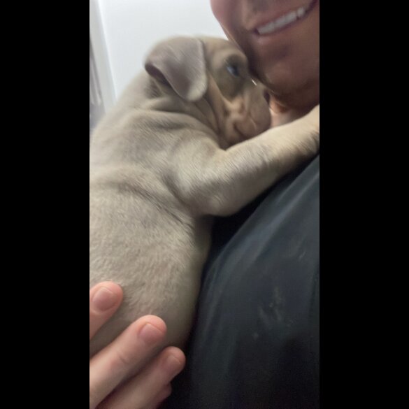 American Bulldog - Both