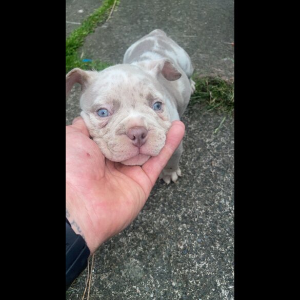 American Bulldog - Both