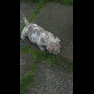 American Bulldog - Both
