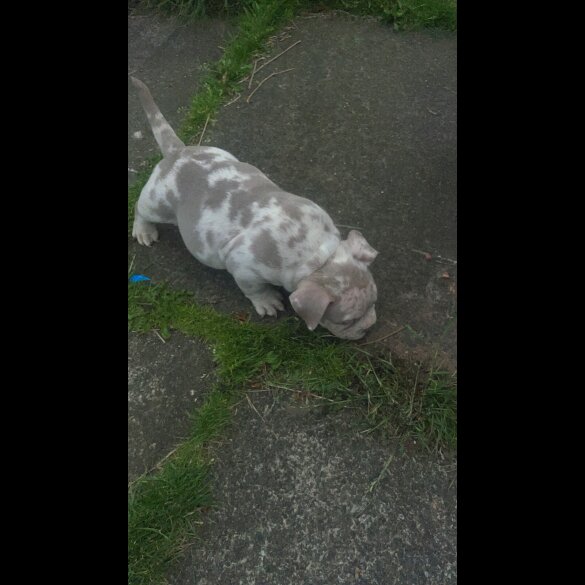 American Bulldog - Both