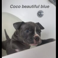 American Bulldog - Both