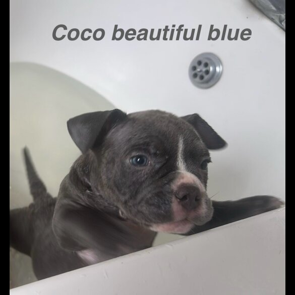 American Bulldog - Both