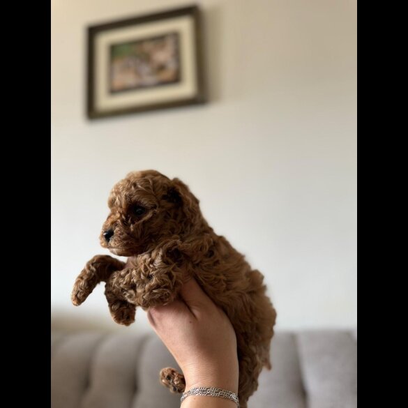 Toy Poodle - Both