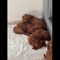 Toy Poodle - Both