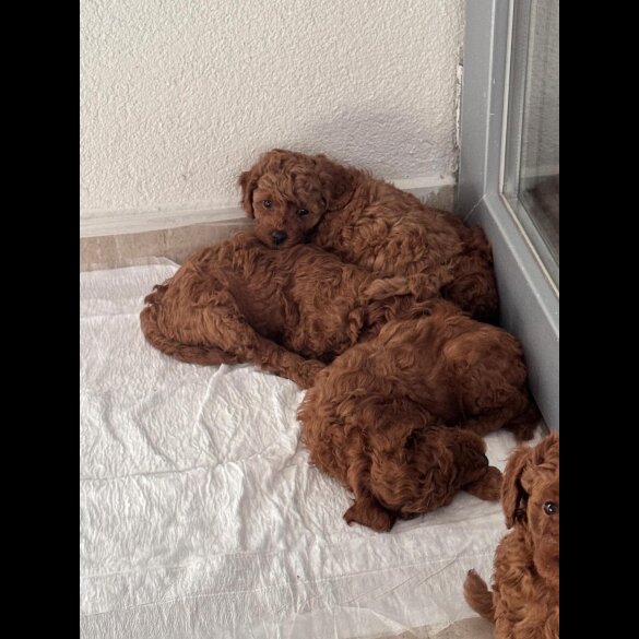 Toy Poodle - Both